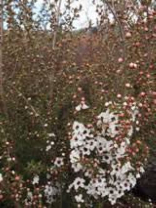 Leptospermum Princess Anne