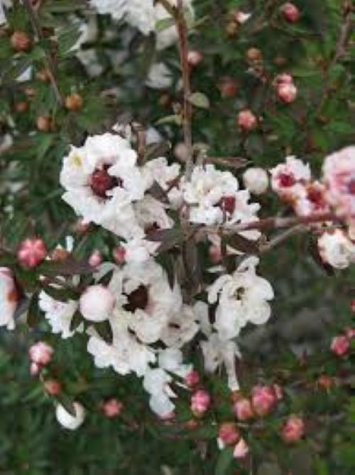 Leptospermum Princess Anne