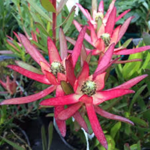 Leucadendron Valentina