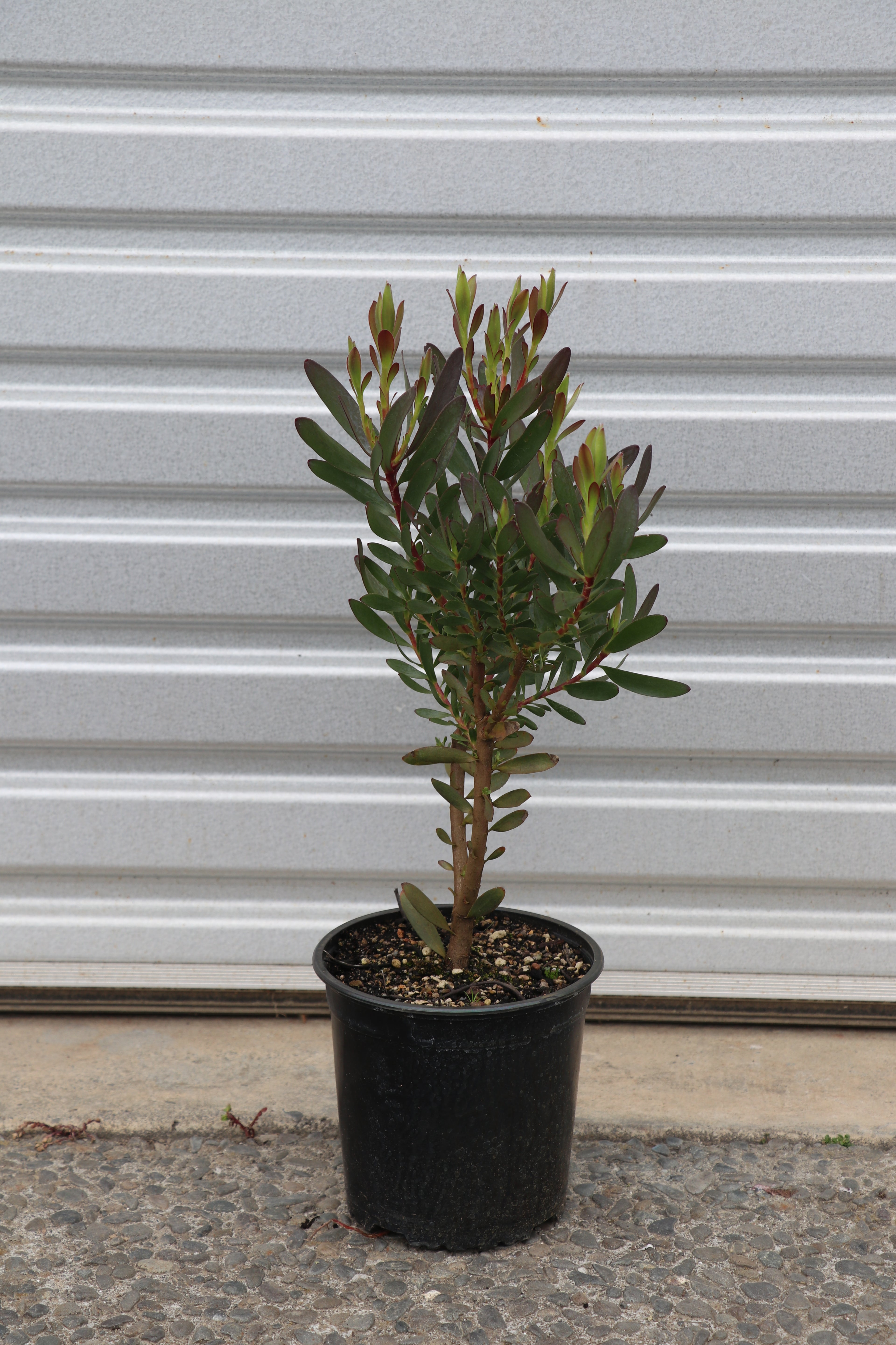 Leucadendron Valentina