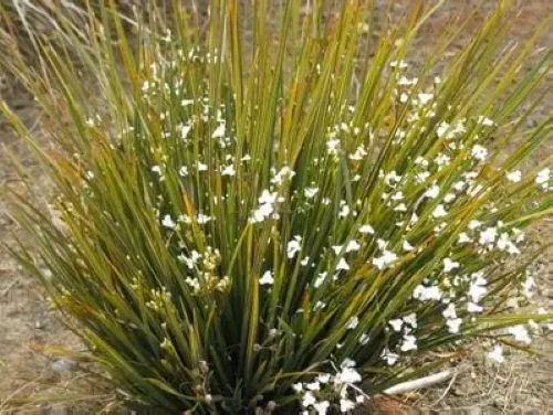 Libertia Ixoides