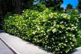 Ligustrum Rotundifolia