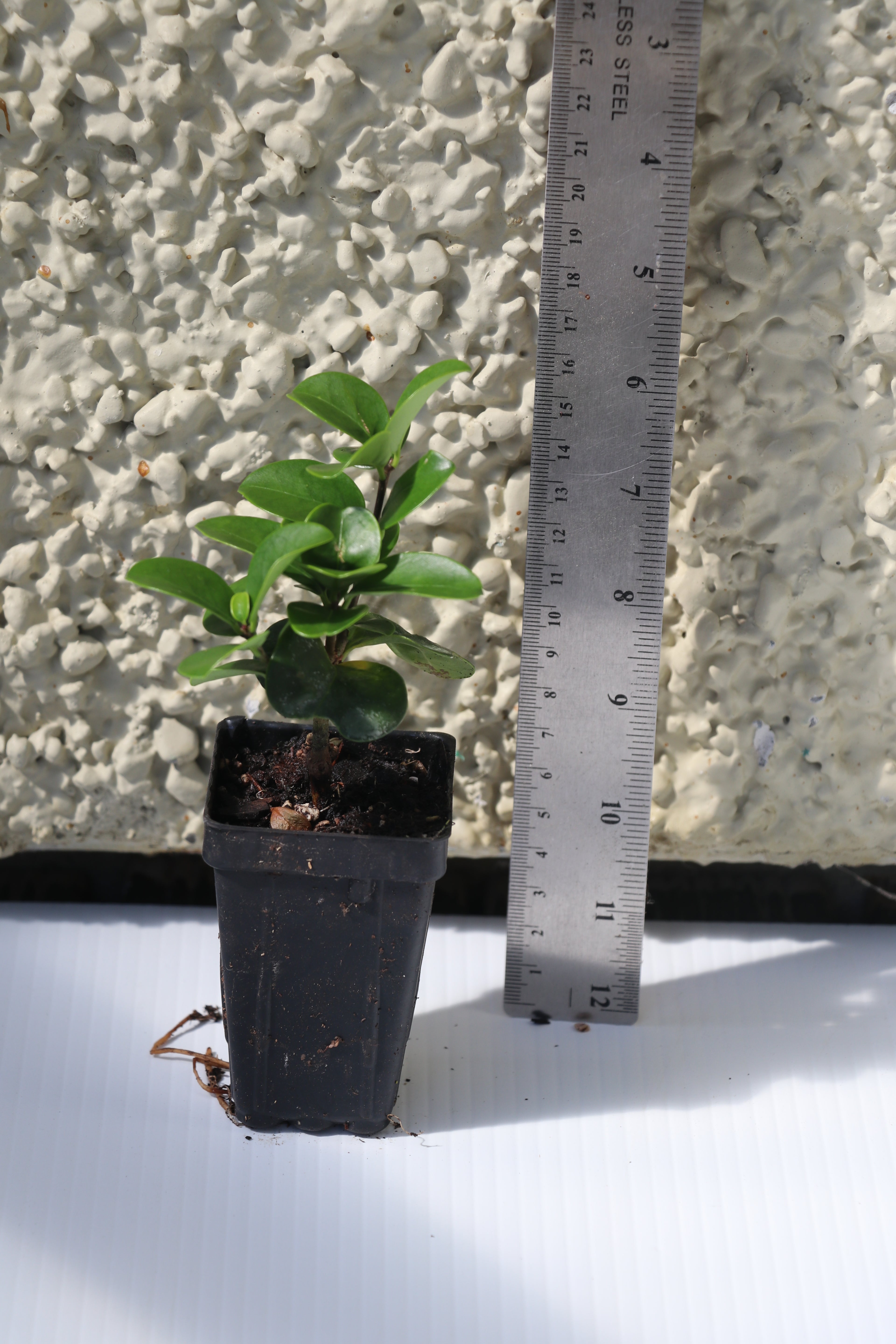 Ligustrum Rotundifolia