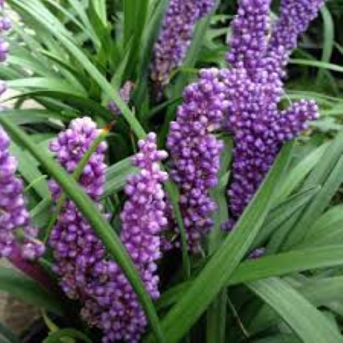 Liriope Royal Purple