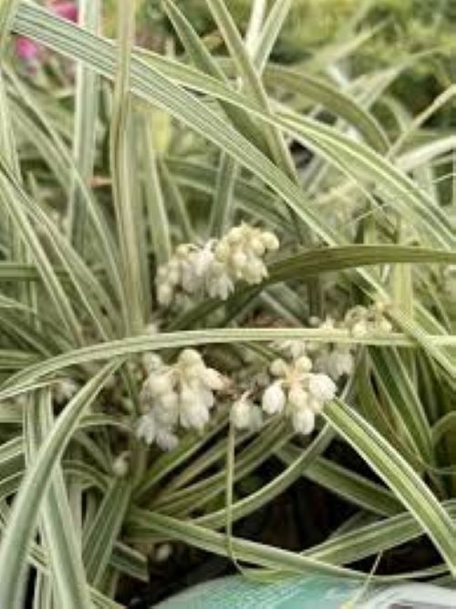 Liriope Stripy White