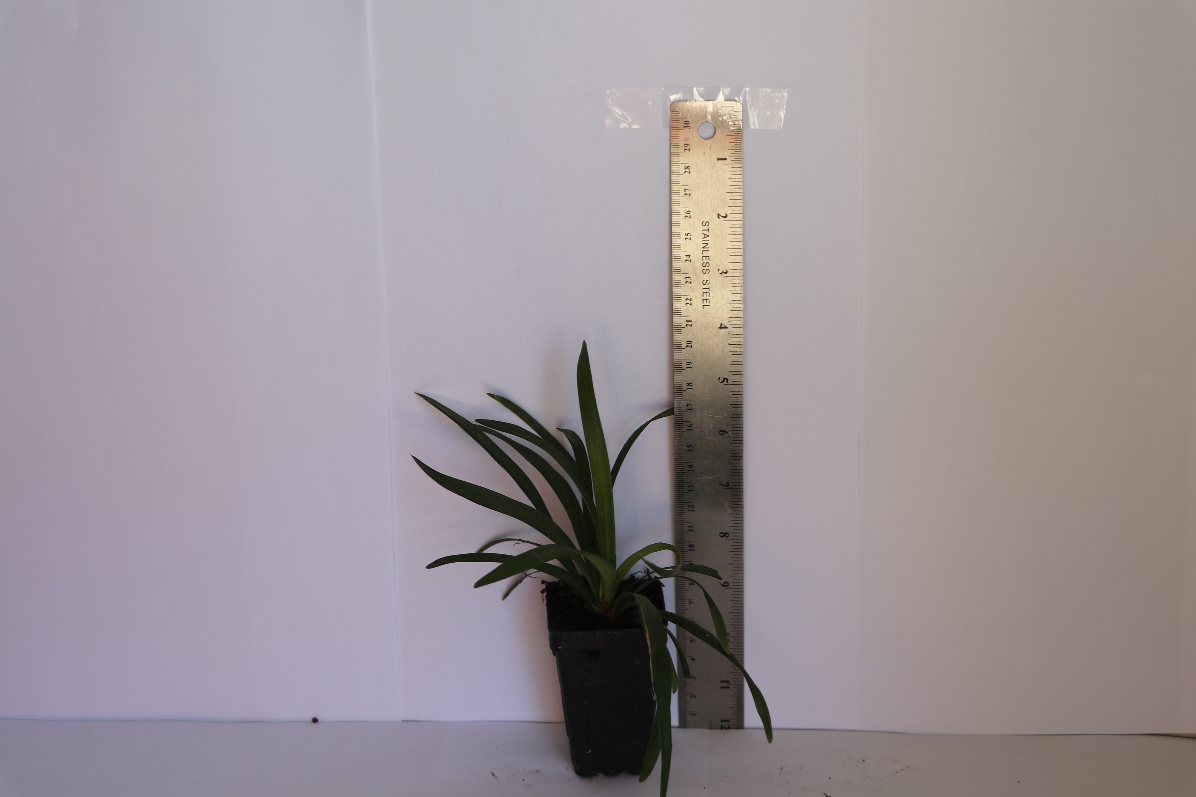 Liriope Royal Purple