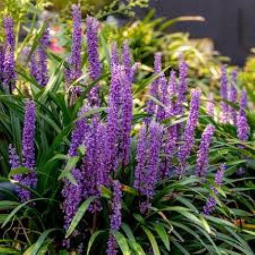 Liriope Royal Purple