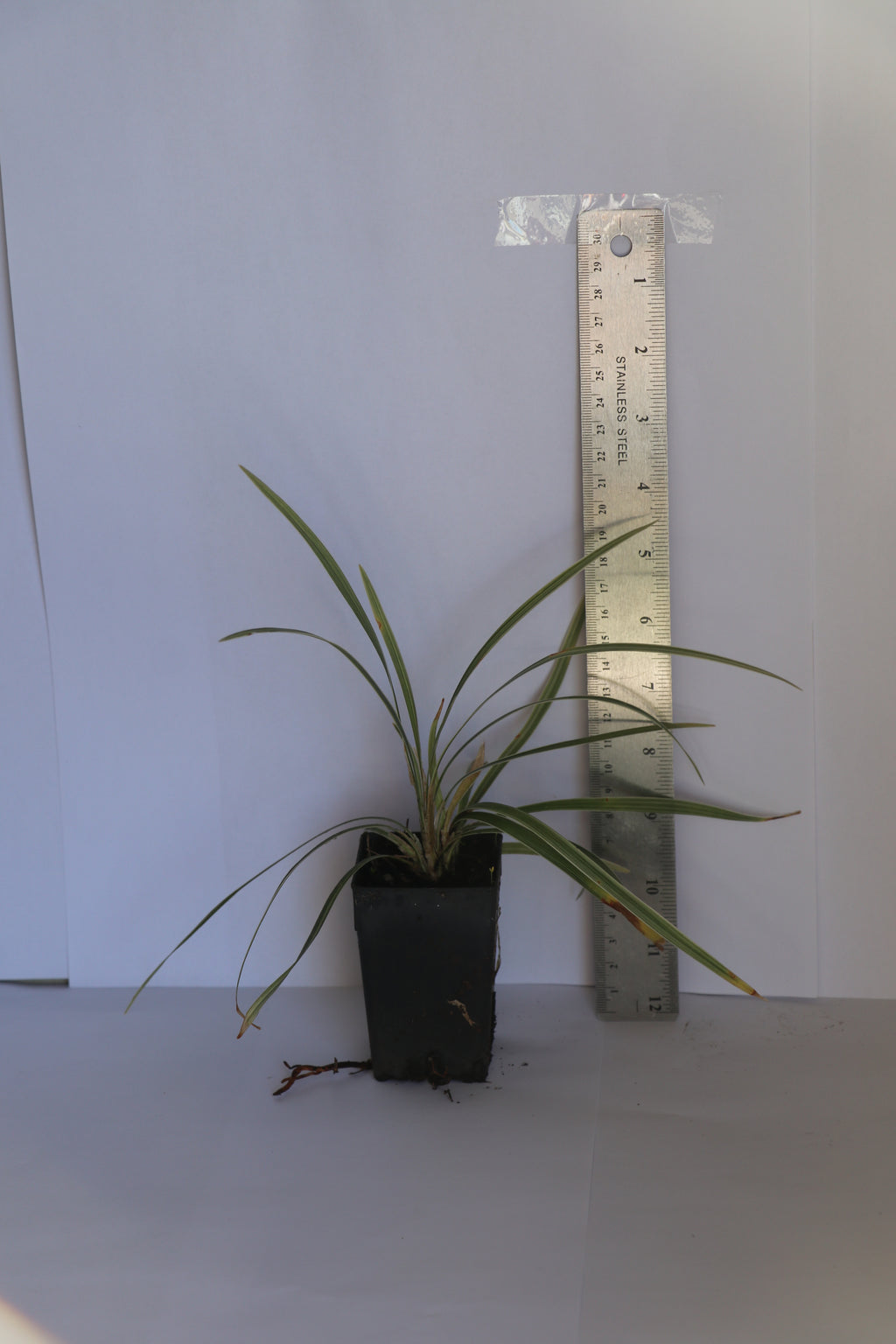 Liriope Stripy White