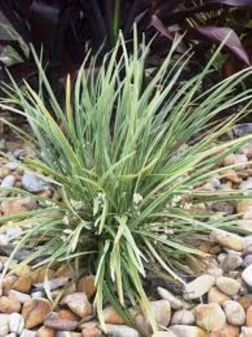 Liriope Stripy White