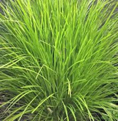 Lomandra Lime -Tuff