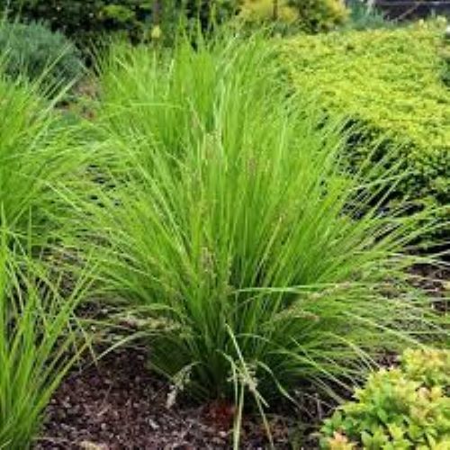 Lomandra Lime -Tuff