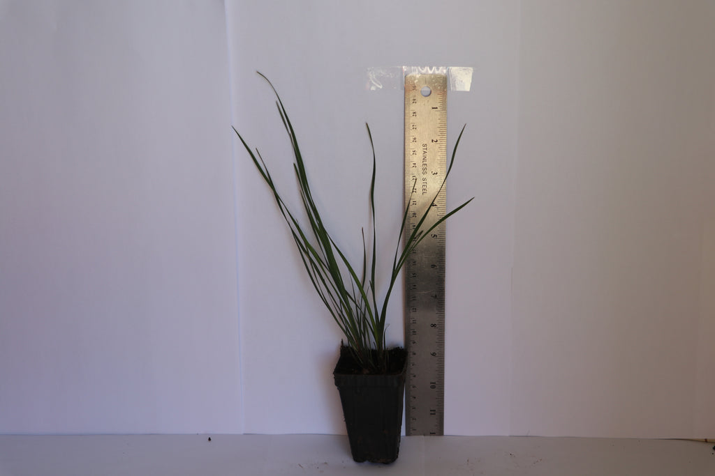 Lomandra Wingarra Ozb