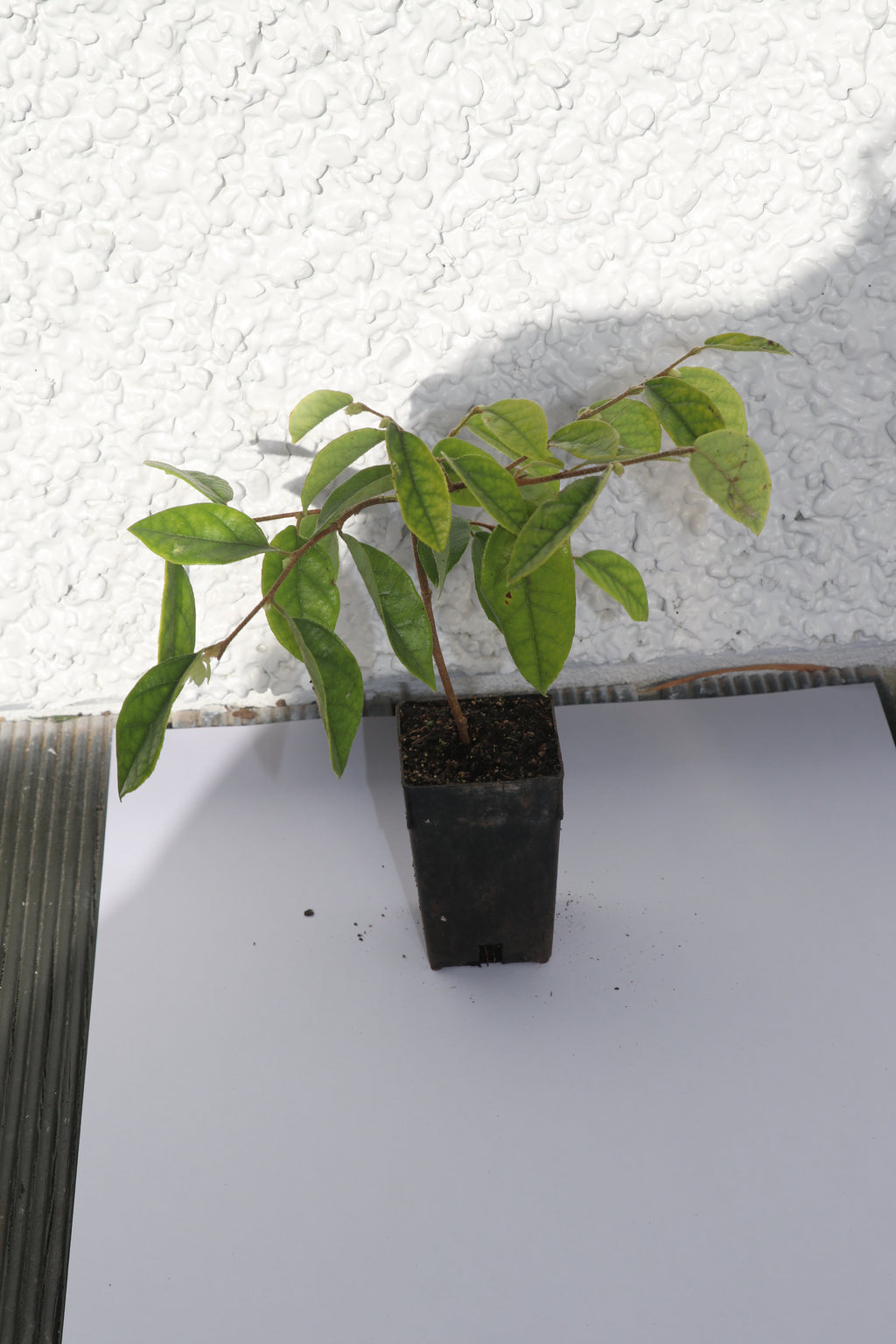 Loropetalum chinense