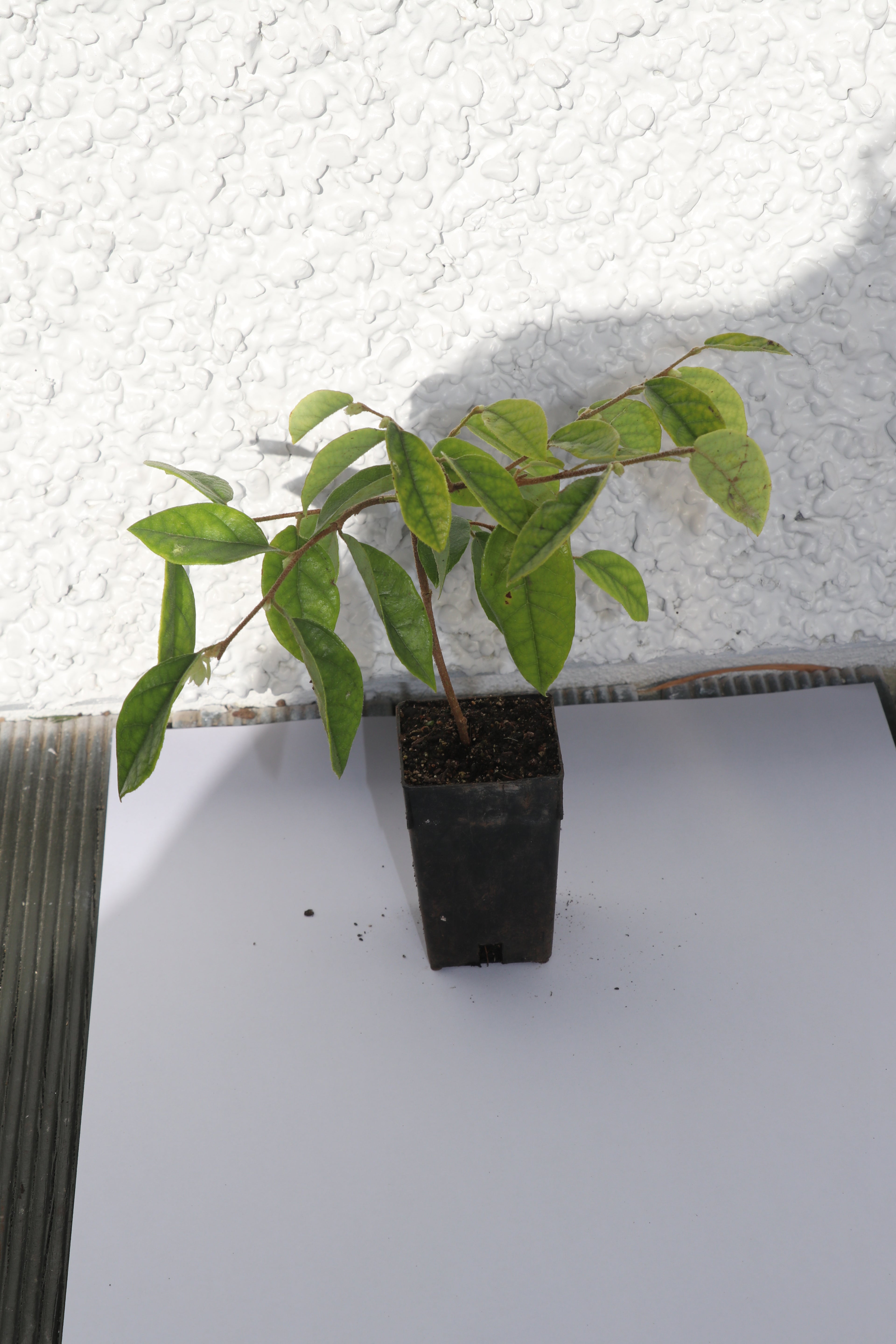 Loropetalum chinense