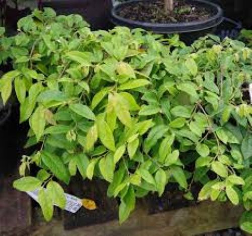 Loropetalum chinense