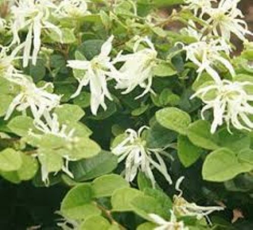 Loropetalum chinense