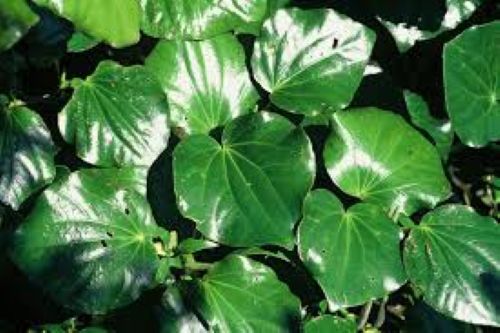 Macropiper excelsum Kawakawa