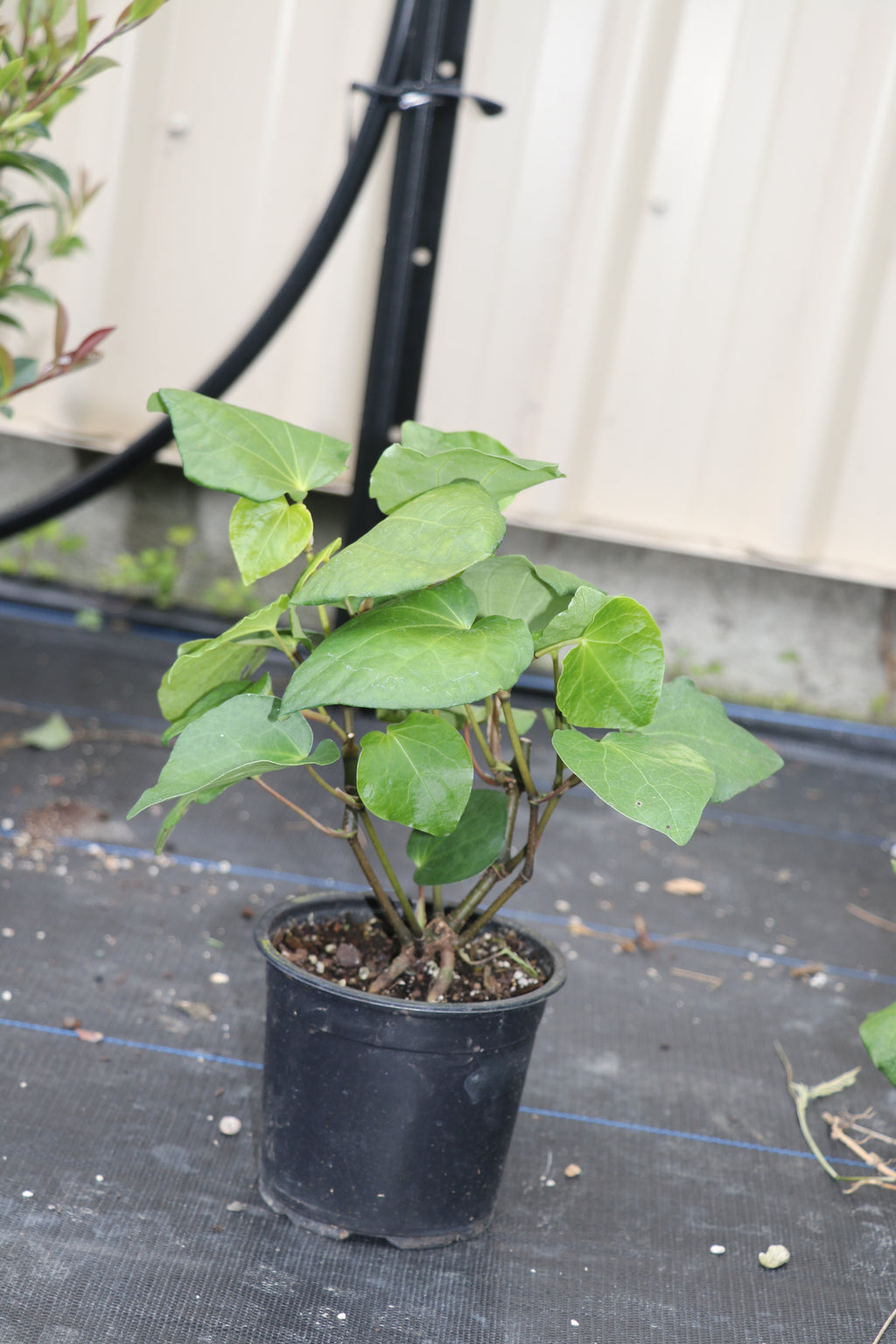 Macropiper excelsum Kawakawa