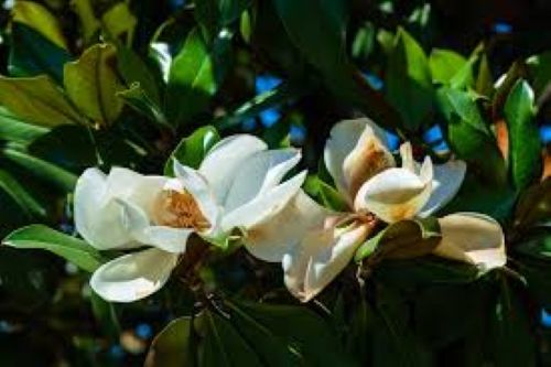 Magnolia Little Gem