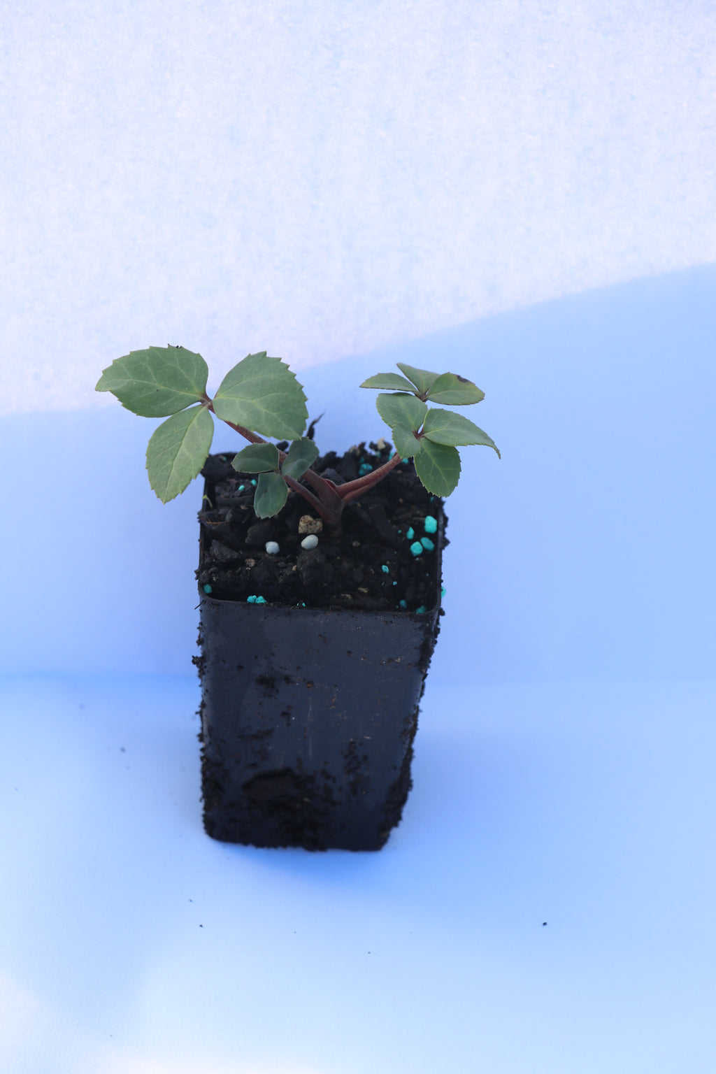 Helleborus Marlon