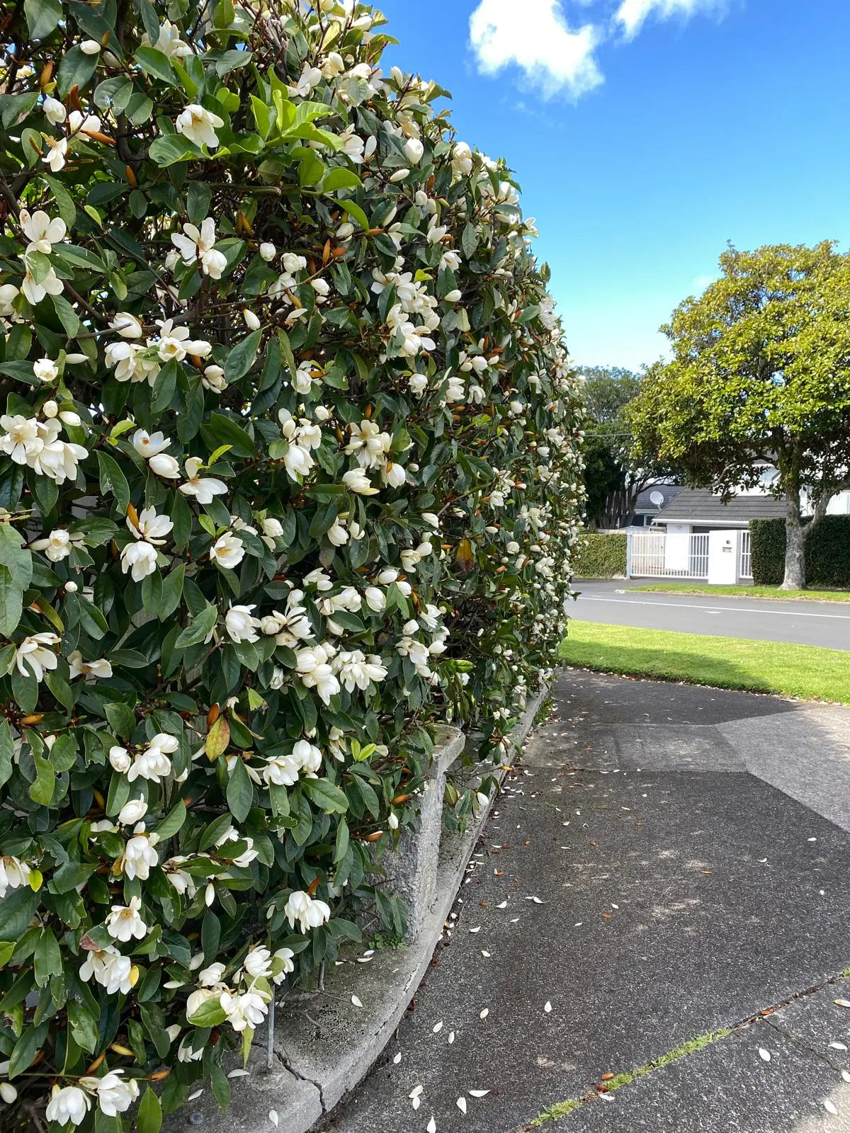 Michelia Inspiration - 3.3lt
