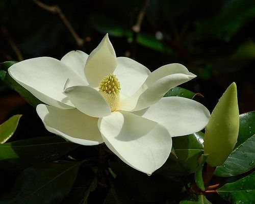 Michelia Inspiration - 3.3lt