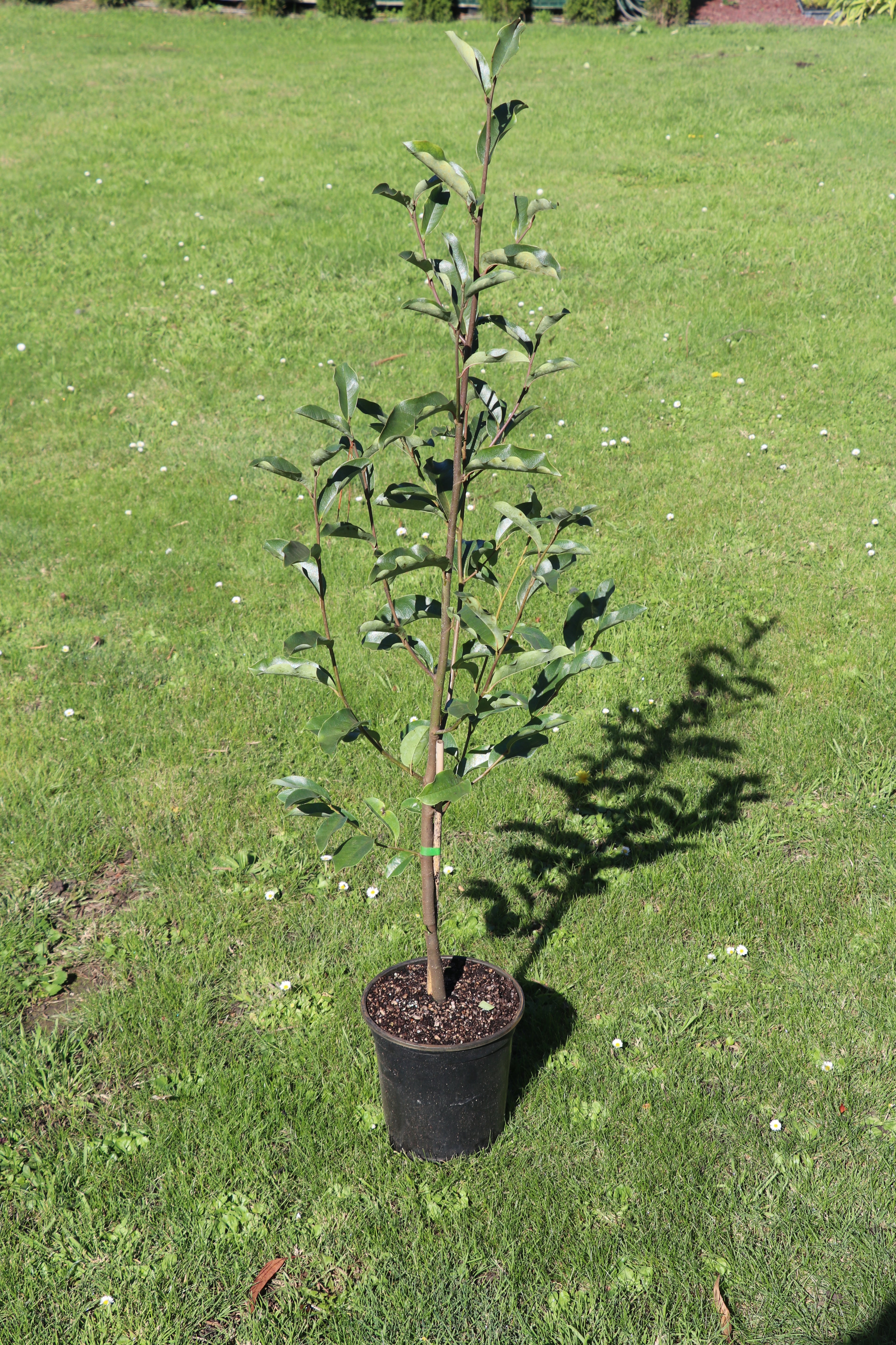 Michelia Inspiration - 3.3lt