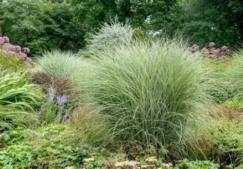 Micanthus Morning Light - Maiden Grass