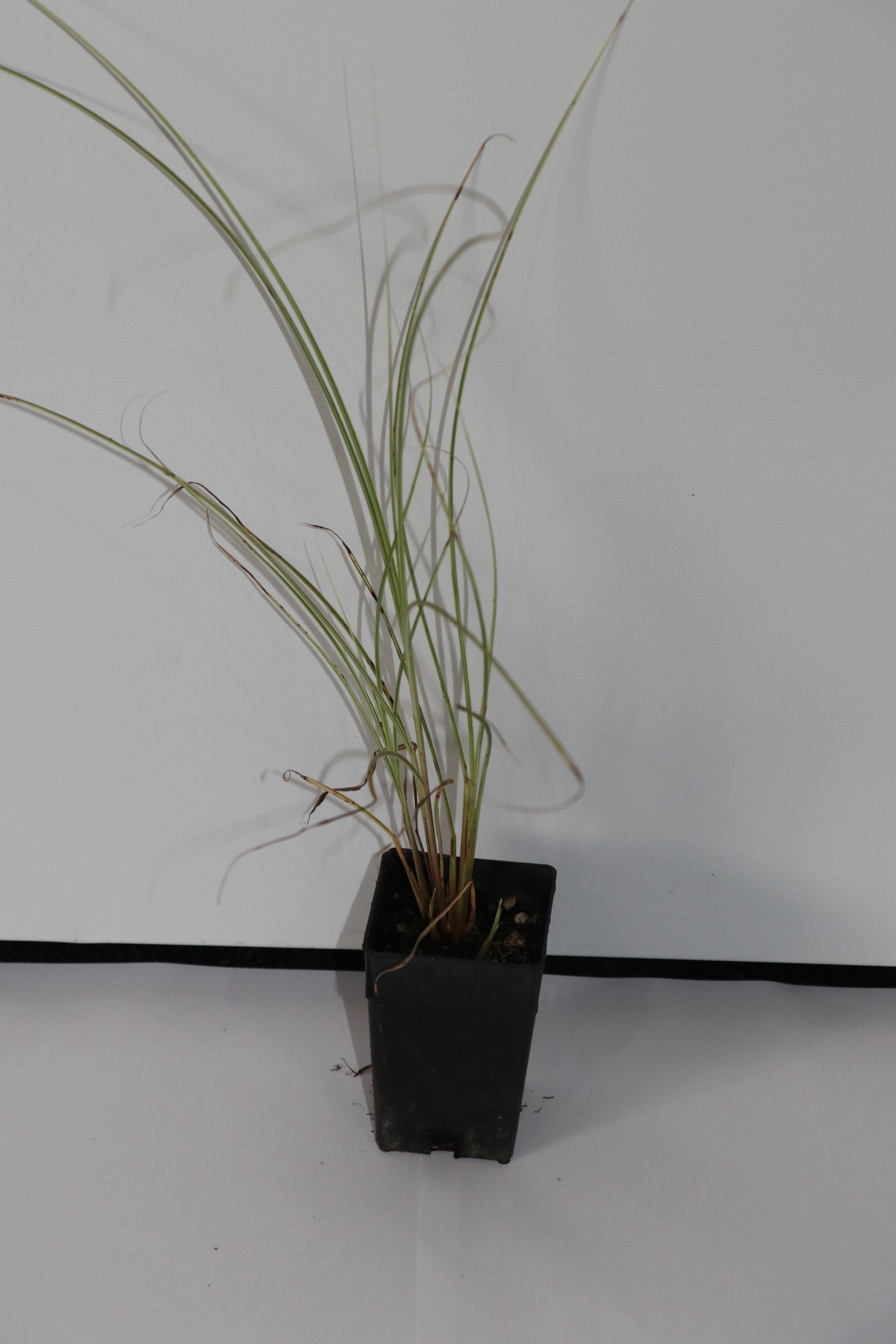 Micanthus Morning Light - Maiden Grass