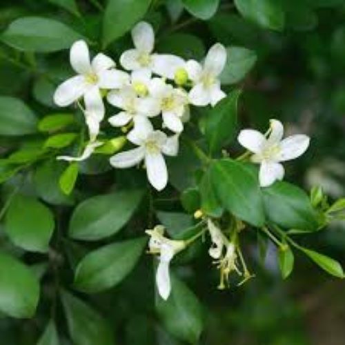 Murraya Paniculata