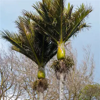 Rhopalostylis Sapida
