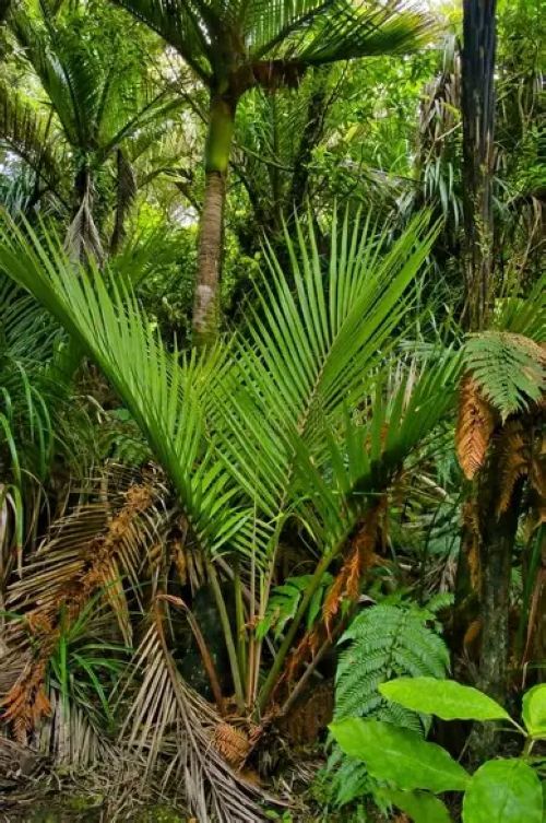 Rhopalostylis Sapida