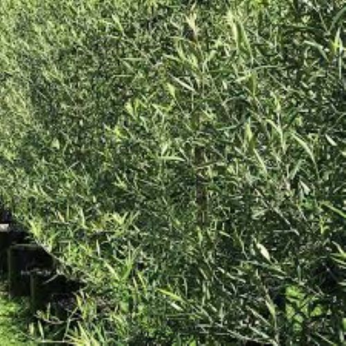 Olea Europaea El Greco
