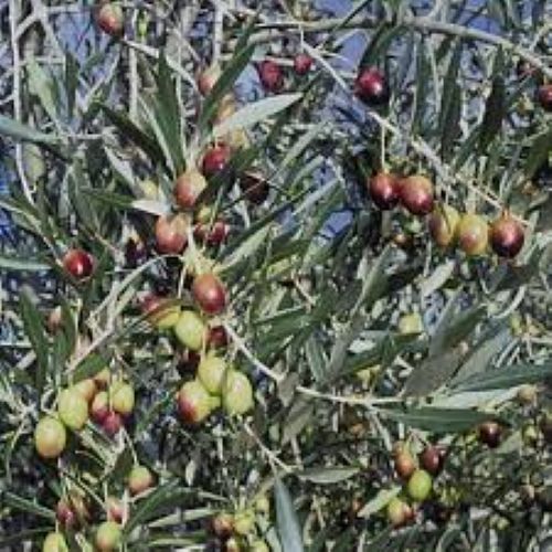 Olea Europaea El Greco