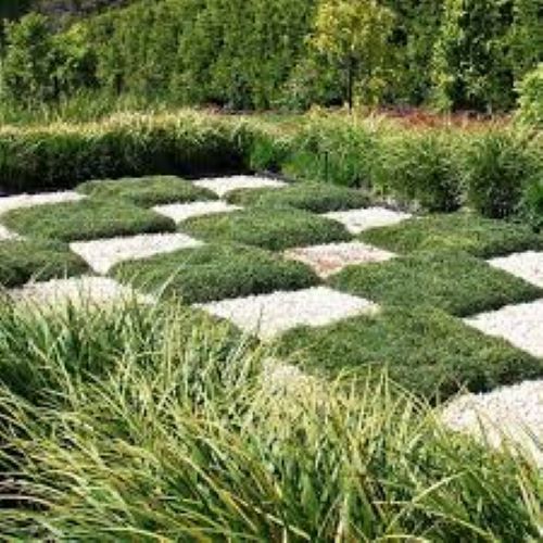 Ophiopogon Japonicus Nanus