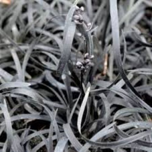 Ophiopogon Short Black