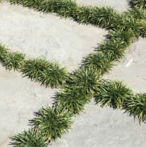 Ophiopogon Japonicus Nanus