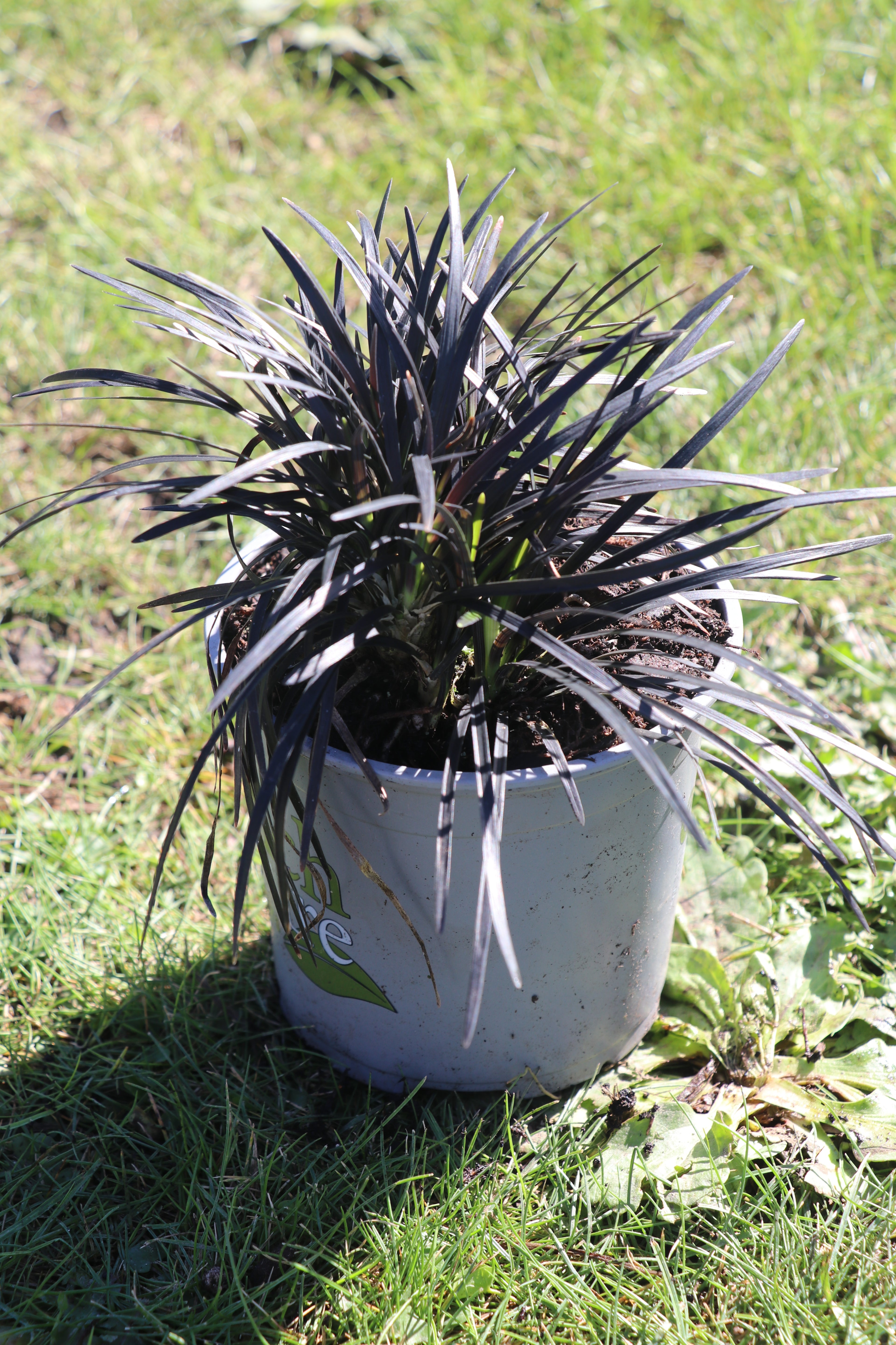 Ophiopogon Short Black