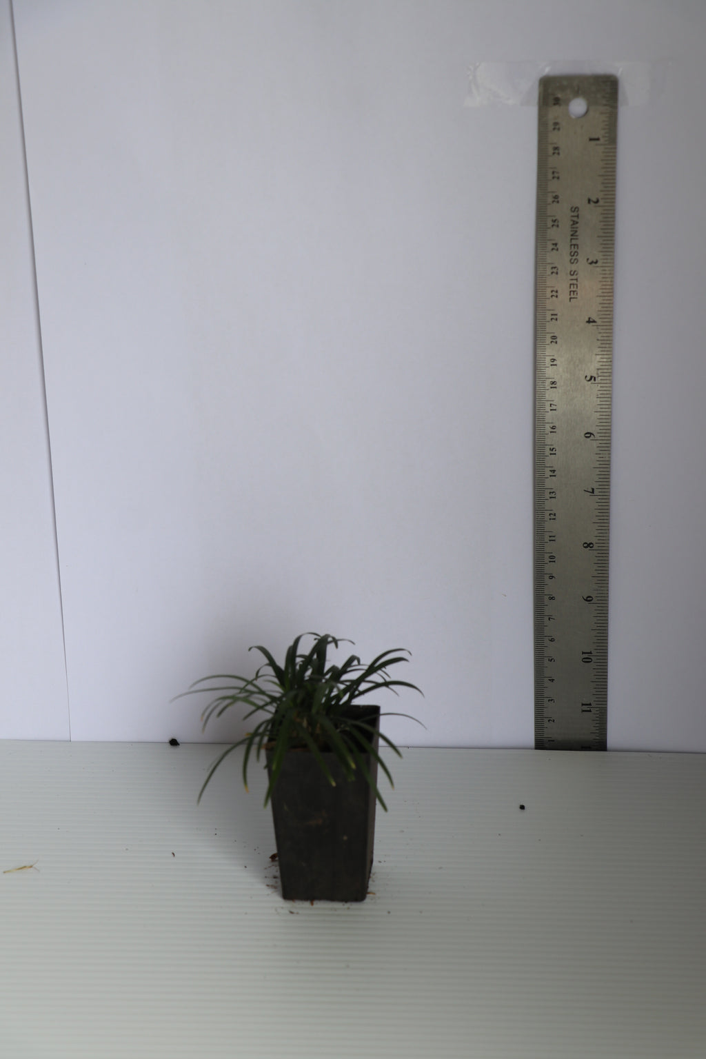 Ophiopogon Japonicus Nanus