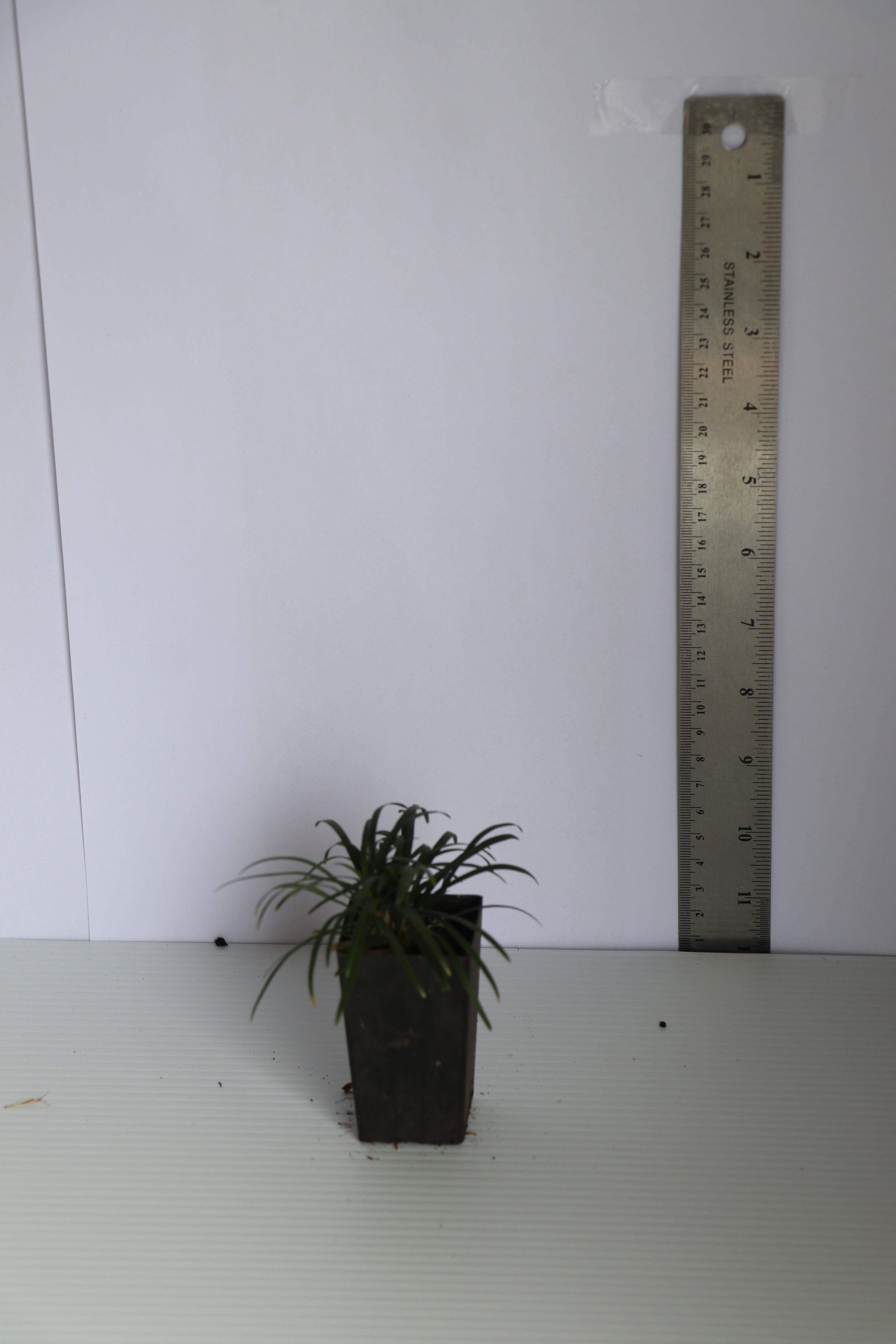 Ophiopogon Japonicus Nanus