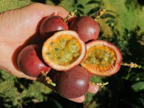 Passionfruit - Passiflora Edulis