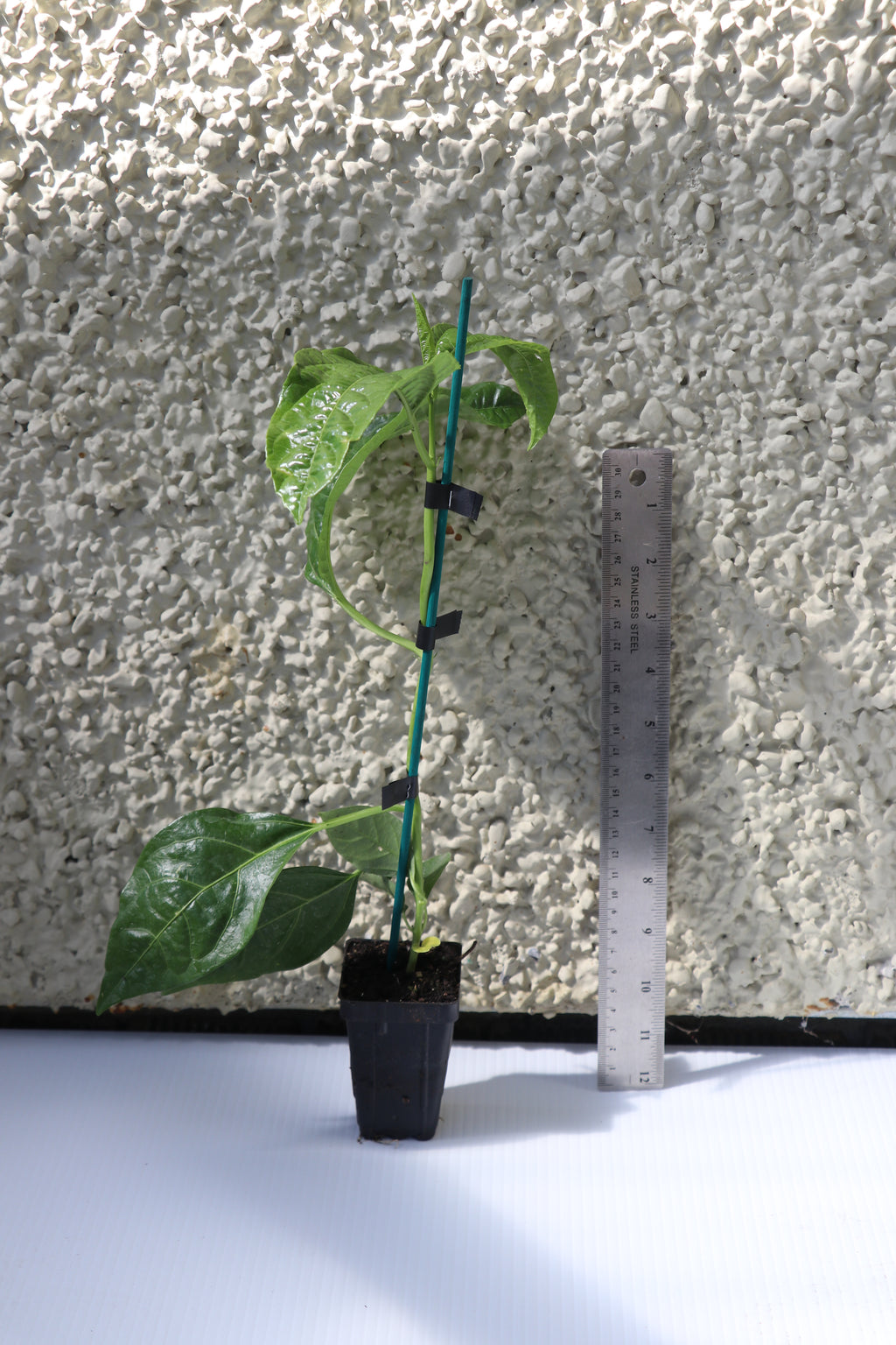 Passionfruit - Passiflora Edulis