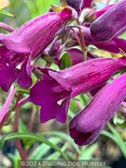 Penstemon Blackbird