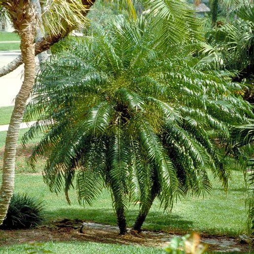 Phoenix Roebelinii - Date Palm