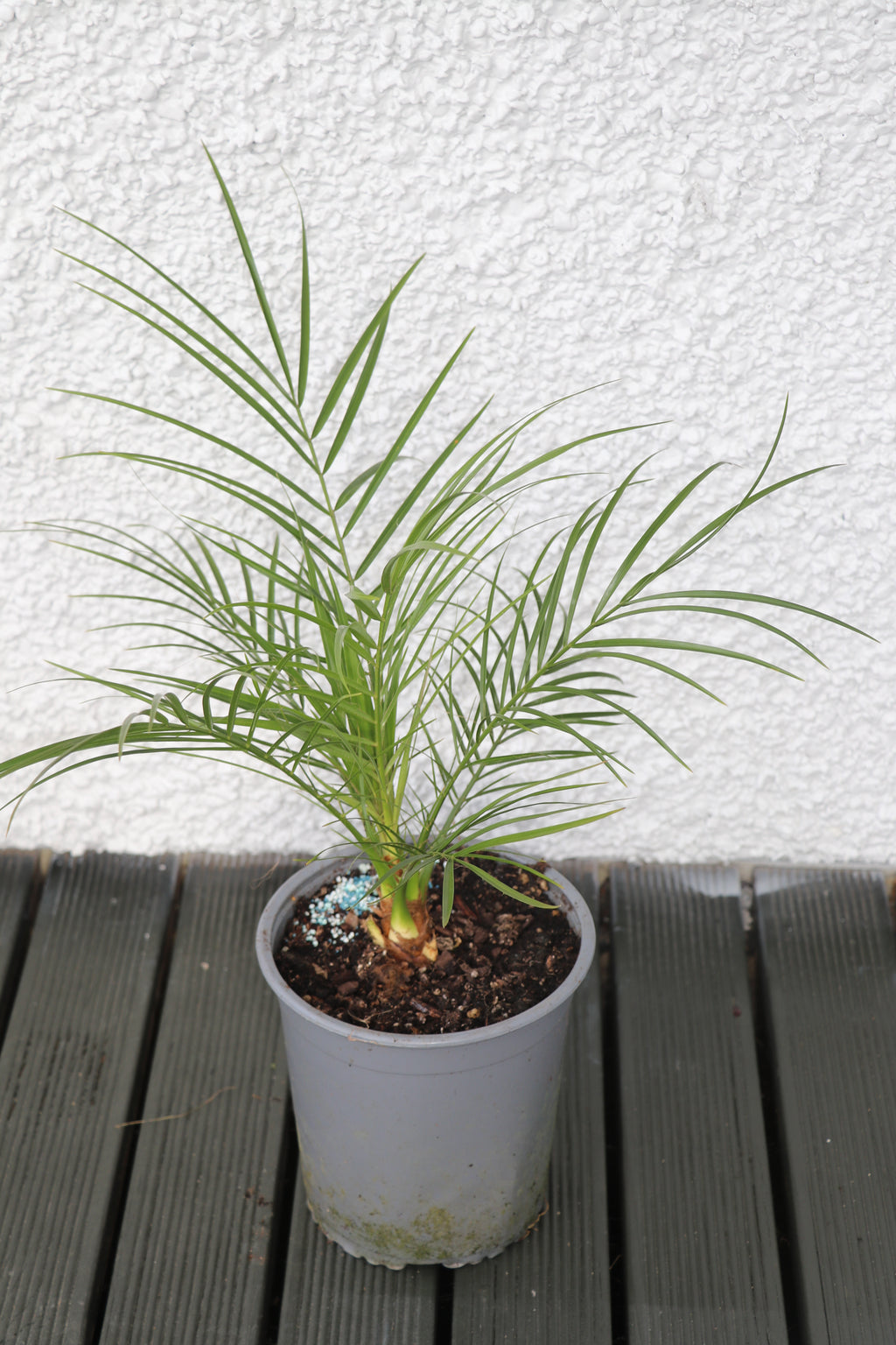 Phoenix Roebelinii - Date Palm