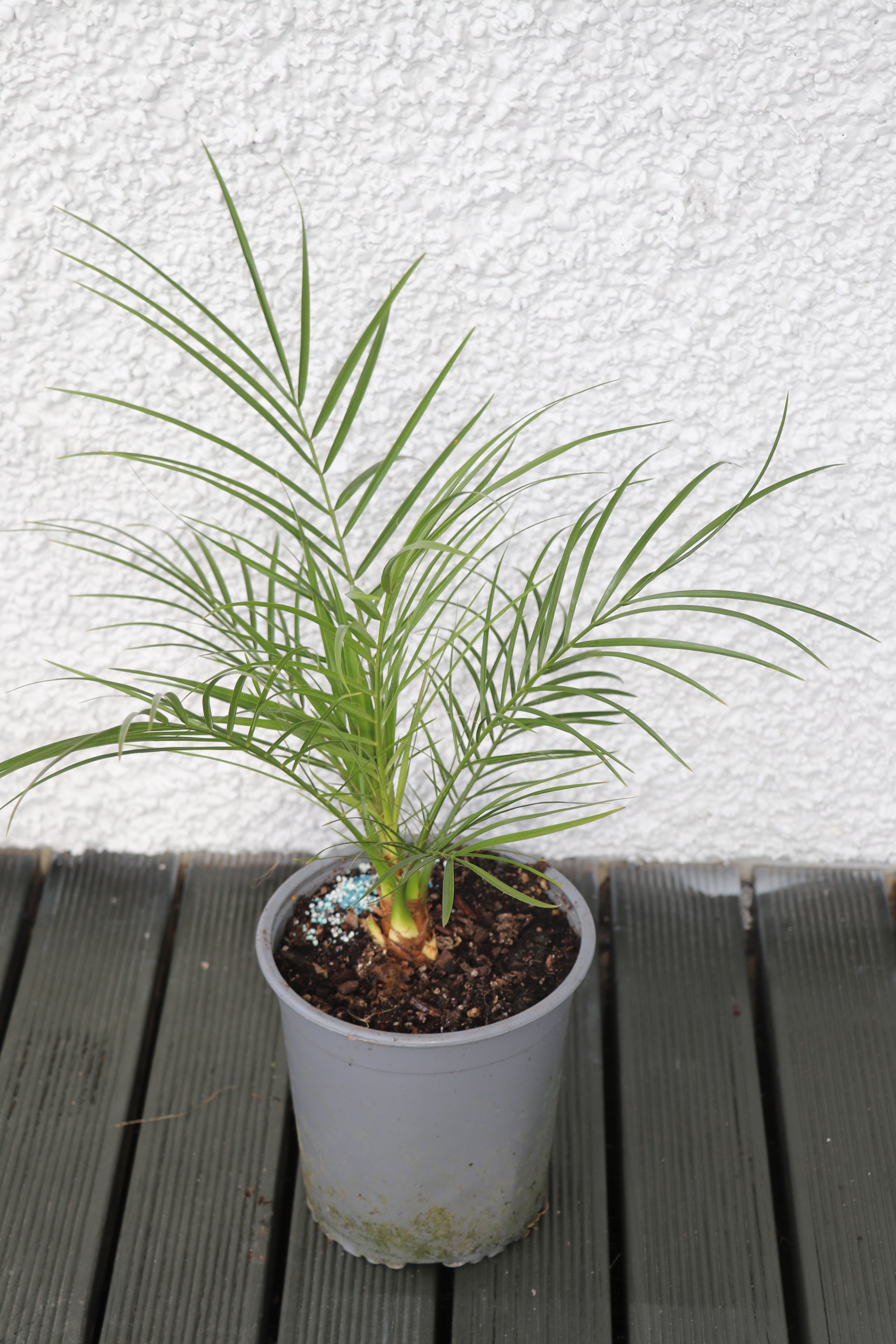 Phoenix Roebelinii - Date Palm