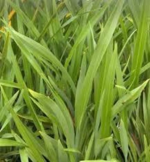 Phormium Emerald Green