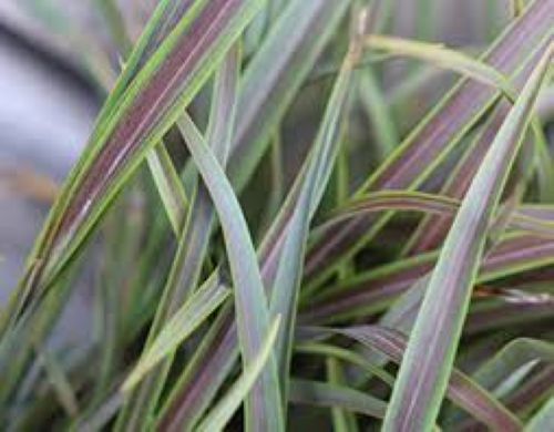 Phormium Stripy Mist