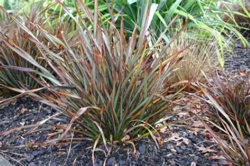 Phormium Surfer Bronze