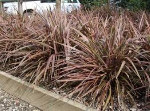 Phormium Sweet Mist